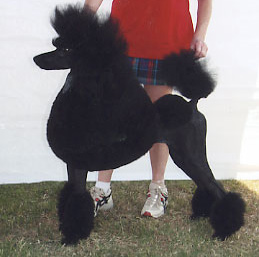 Standard Poodles of Summermist