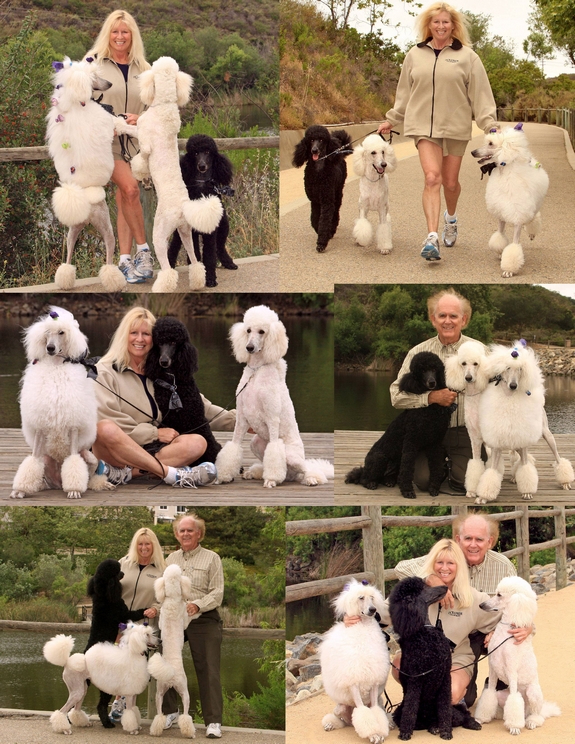 Standard Poodles for sale