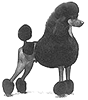 Standard Poodles of Summermist