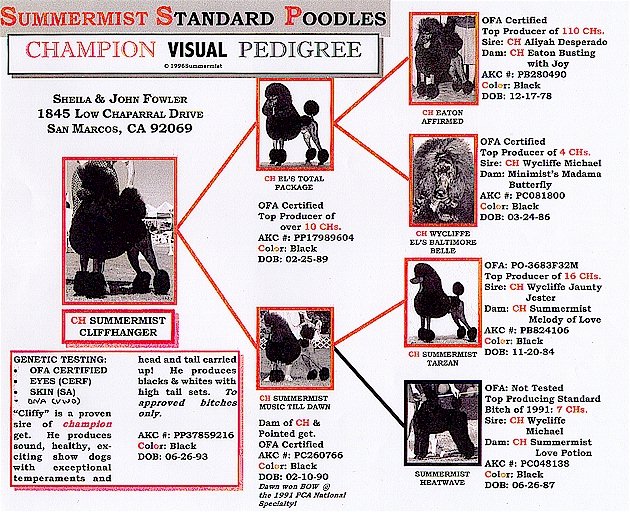 Standard Poodles