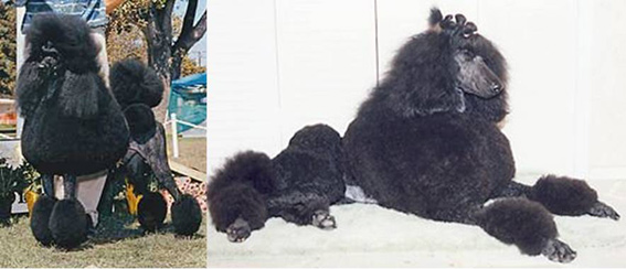 Standard Poodles of Summermist