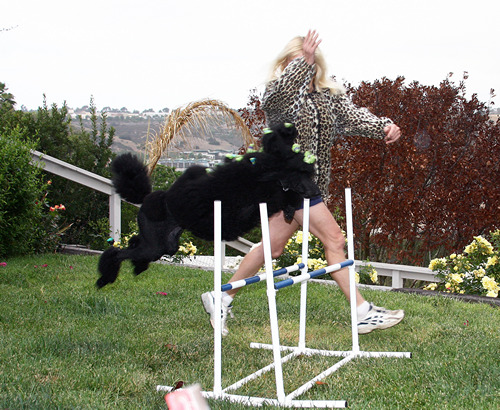 Standard Poodle