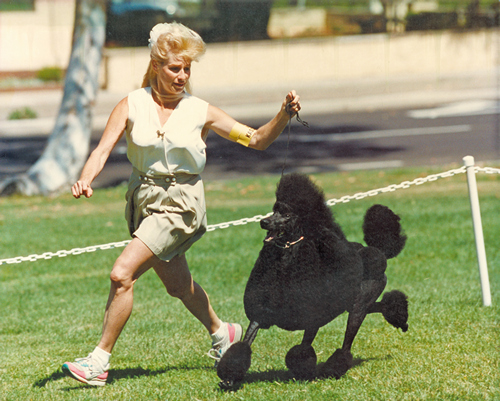 Standard Poodles