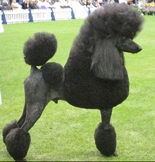 american standard poodle