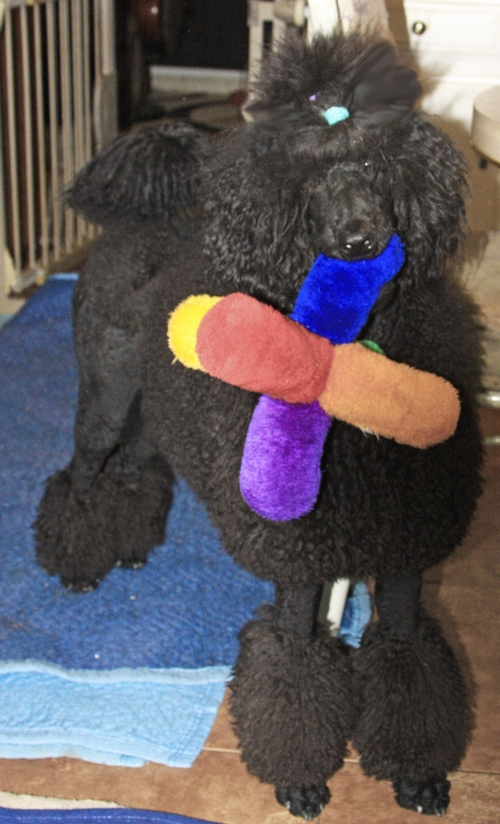 Standard Poodle Puppies For Sale