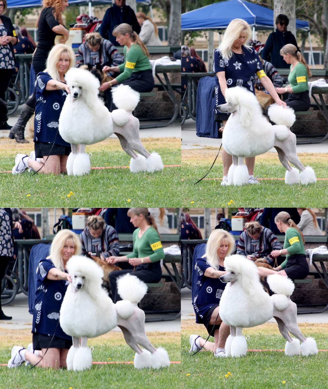 Standard Poodle Puppies For Sale Sparkle